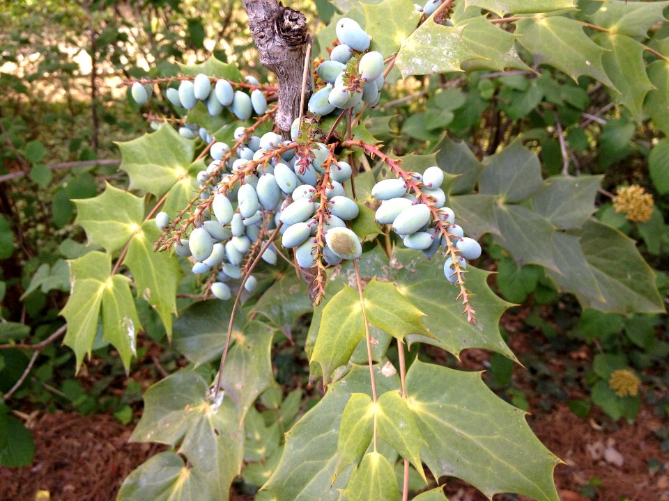 Mahonia japonica (Thunb.) DC. Berberidaceae. "Mahonia de Japón".