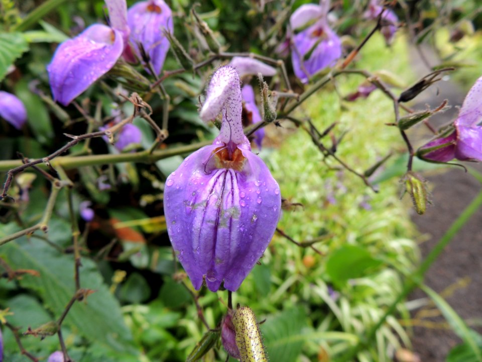 Brillantaisia owariensis P. Beauv. Acanthaceae.