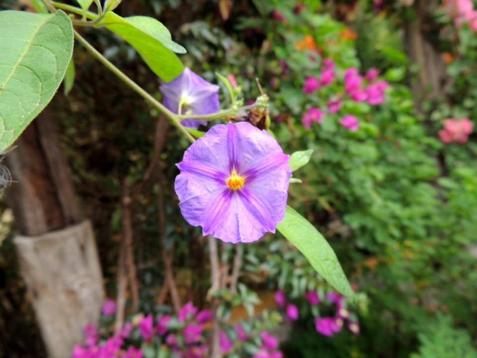 Lycianthes rantonnetii (Carrière) Bitter. Solanaceae.