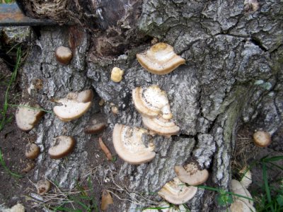 stump with fungus photo