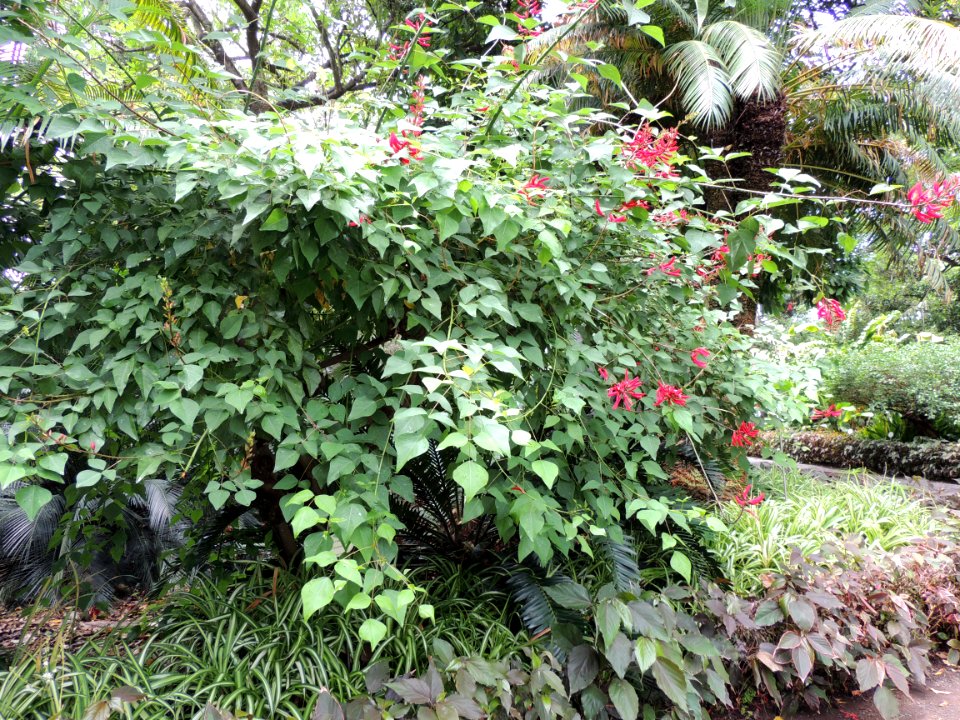 Erythrina x bidwillii Lindl. Fabaceae o Leguminosae.