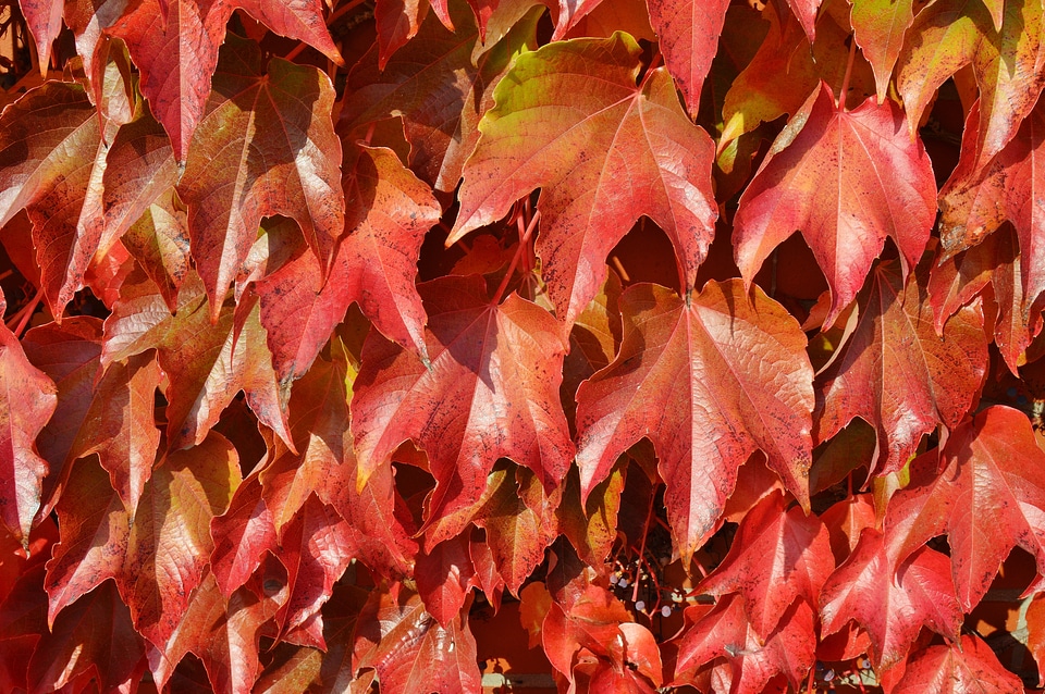 Red autumn fall foliage