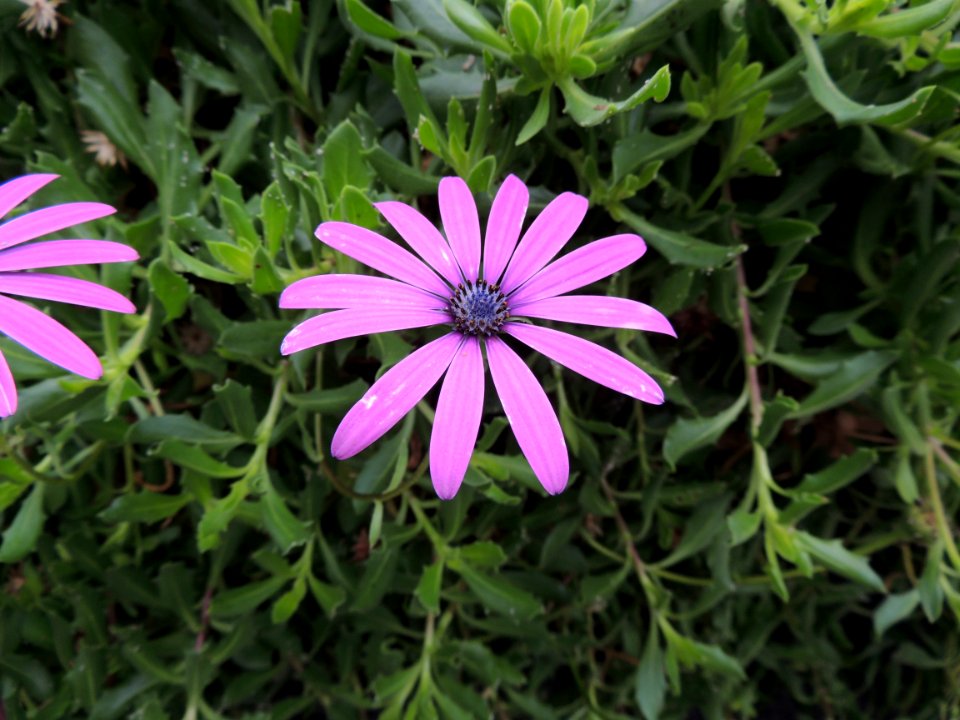 Osteospermum fruticosum Norl. Asteraceae o Compositae.