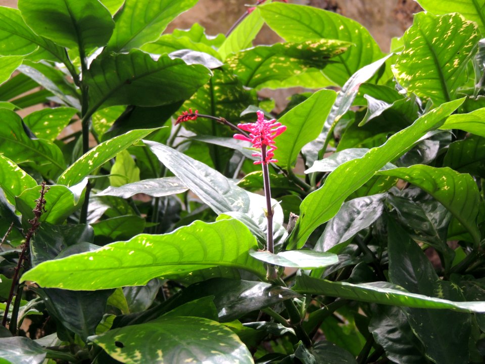 Odontonema tubaeforme (Bertol.) Kuntze. Acanthaceae.