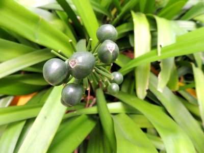 Clivia miniata Regel. Amaryllidaceae. "Kaffir lily."