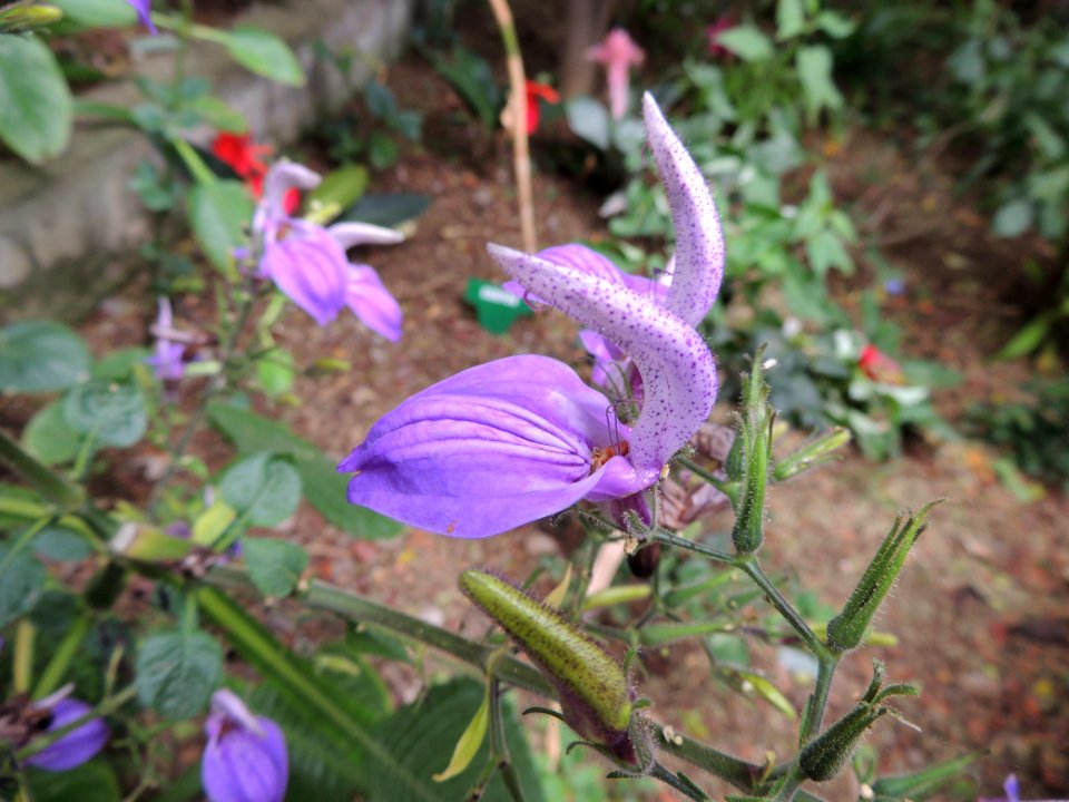Brillantaisia owariensis P. Beauv. Acanthaceae.