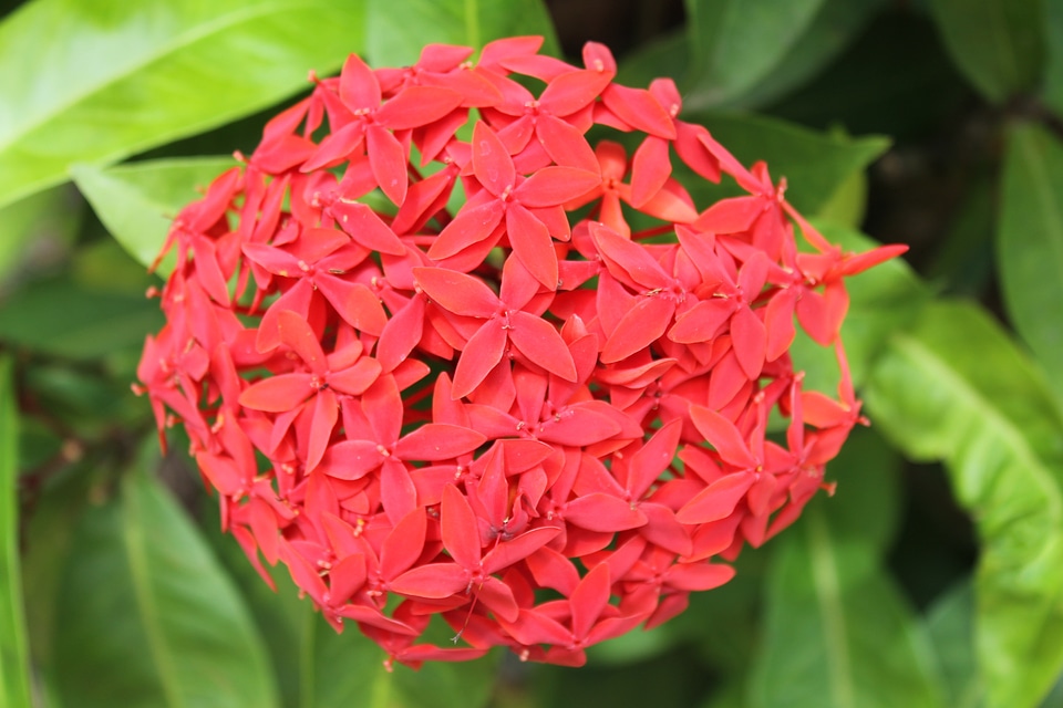 Tropics nature flower