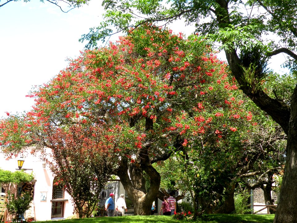 Erythrina crista-galli L. Fabaceae o Leguminosae. "Seibo".