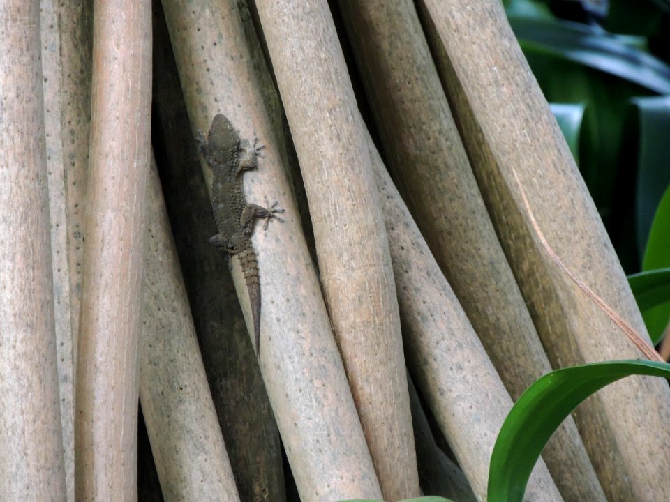 Lagartija sobre raíces aéreas de Pandanus sp.