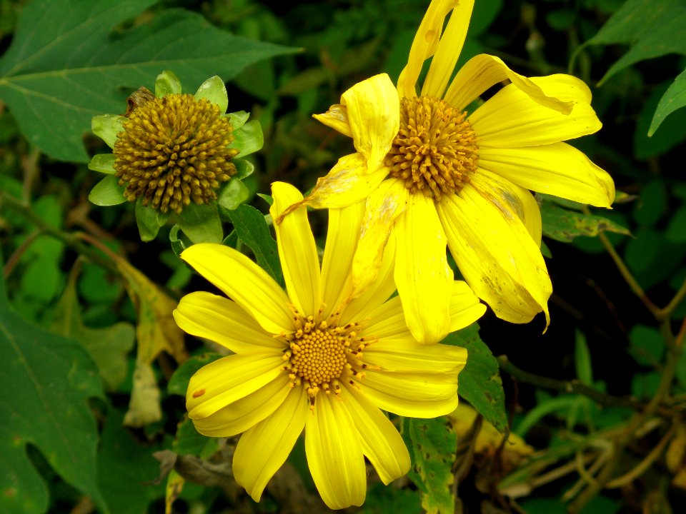 Tithonia rotundifolia (Houst. ex Mill.) S.F. Blake, chichicaste, girasol, mirasol.