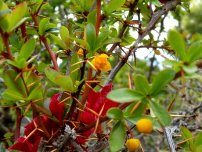 Berberis buxifolia Lam. Berberidaceae. "Calafate".