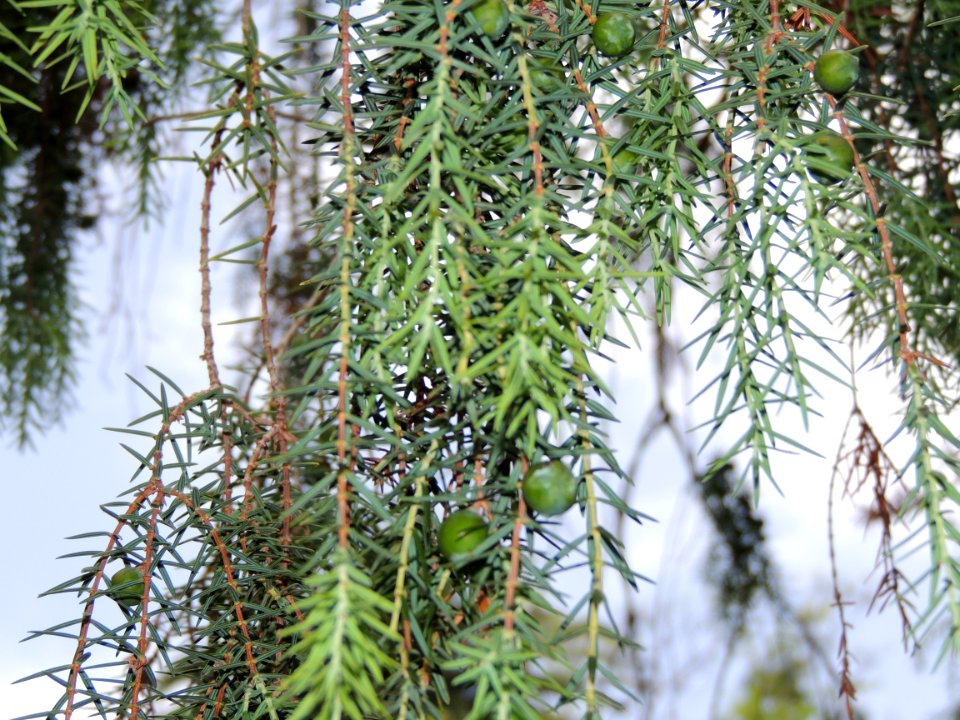 Juniperus cedrus Webb. & Berth. Cupressaceae. "Cedro canario".