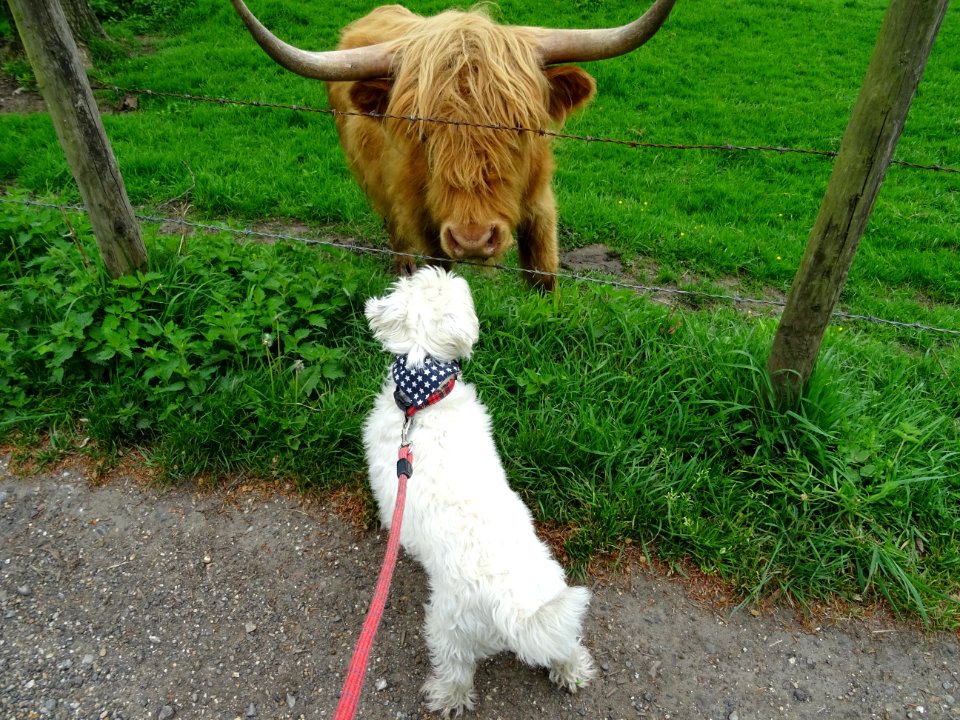 Meeting of the clans Highland Folk