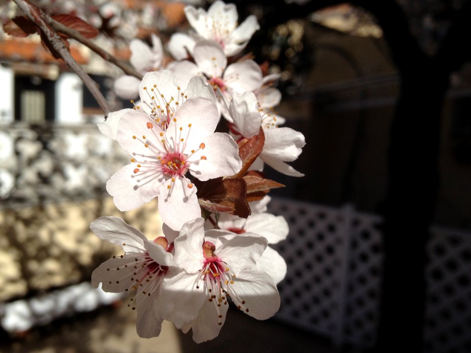 Prunus dulcis, almendro.