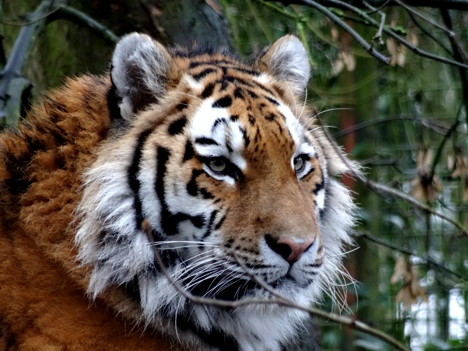 Siberian Tiger