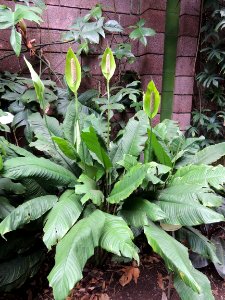Spathiphyllum blandum Schott. Araceae.