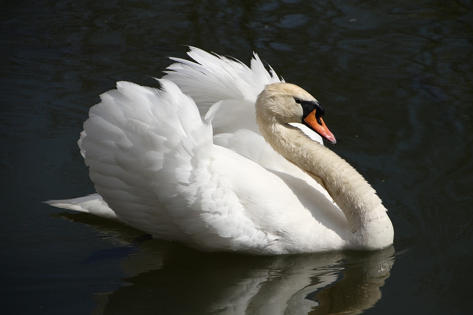 Plumage animal water bird