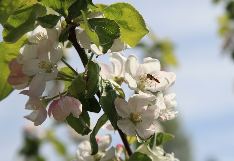 Flower summer apple tree