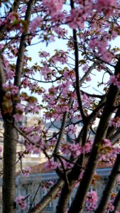 Printemps
