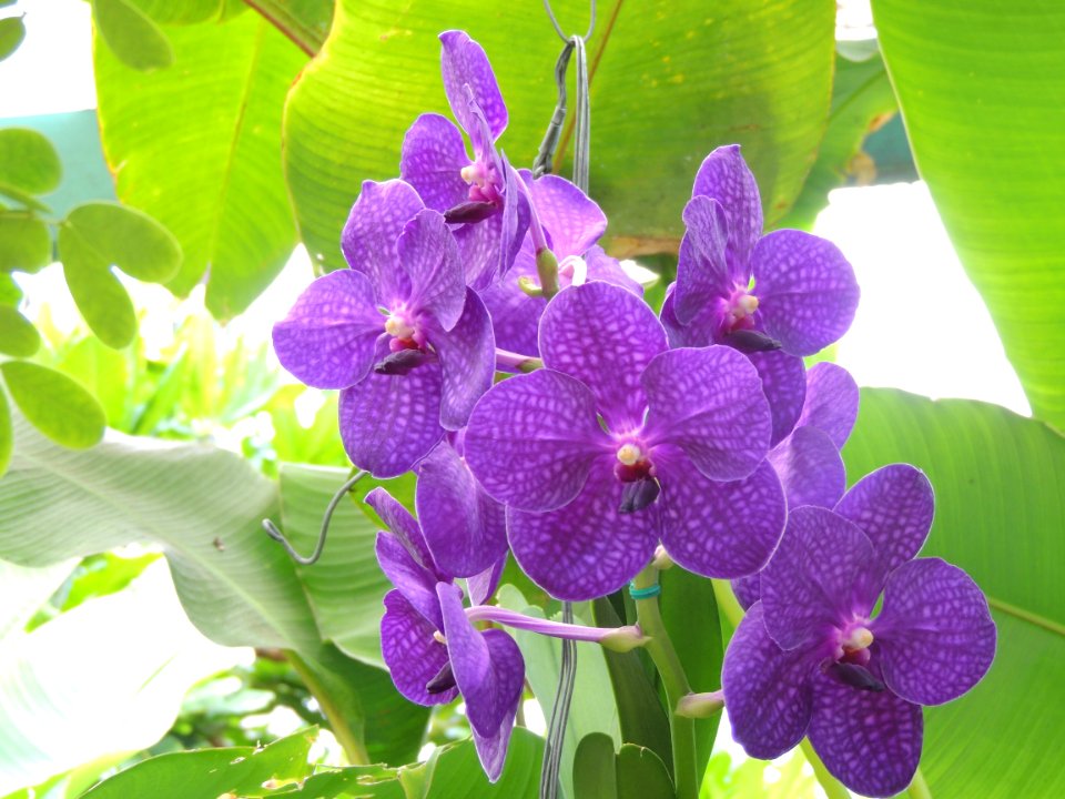 Phalaenopsis sp. Orchidaceae.