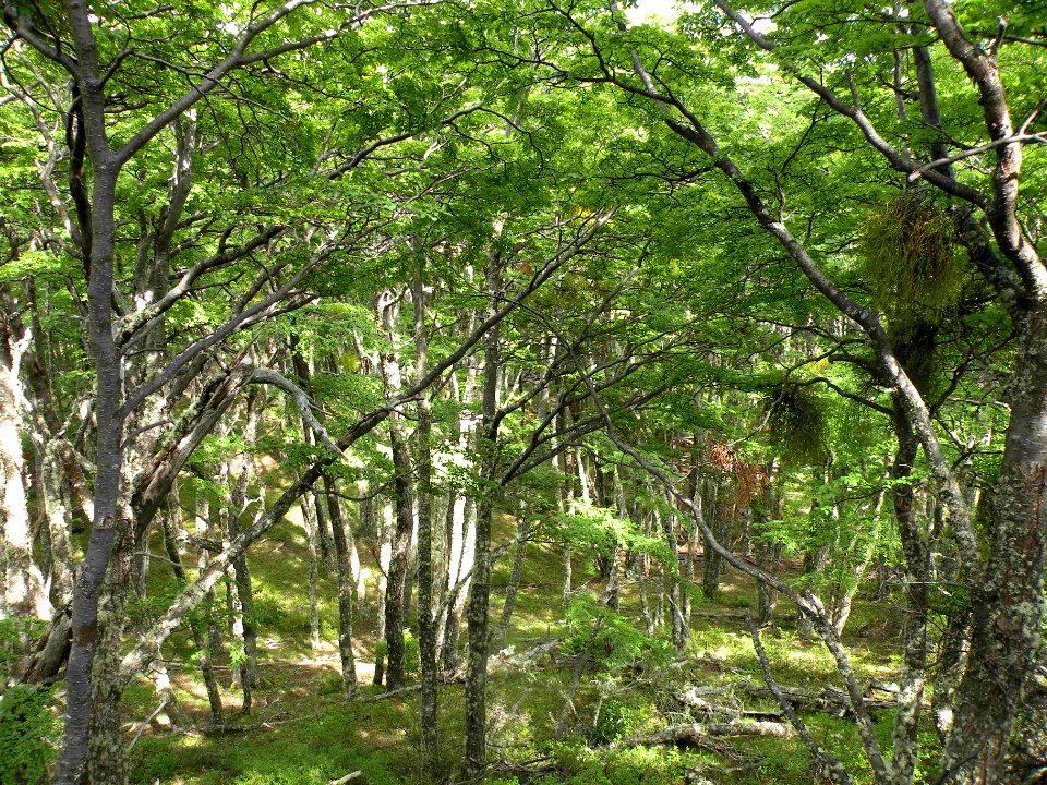Bosque de Drimys winteri J. R. Foster & G. Foster. Winteraceae. "Canelo". Maytenus magellanica (Lam.) Hook. f. Celastraceae. "Maitén" y Nothofagus spp. Nothofagaceae (guindo, lenga, ñitre).