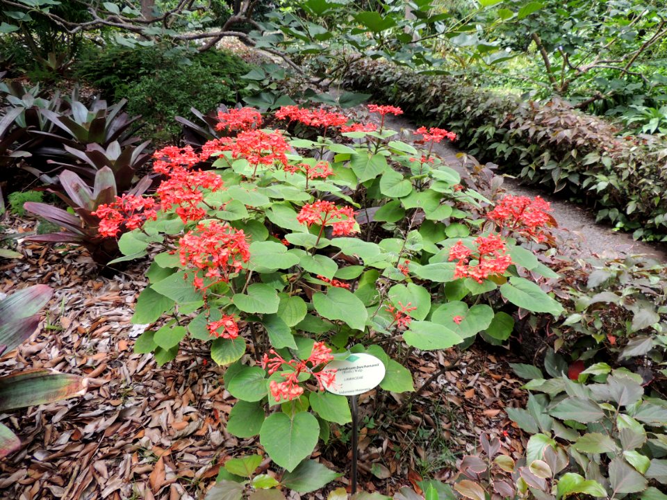 Clerodendrum buchananii (Roxb.) Walp. Lamiaceae.