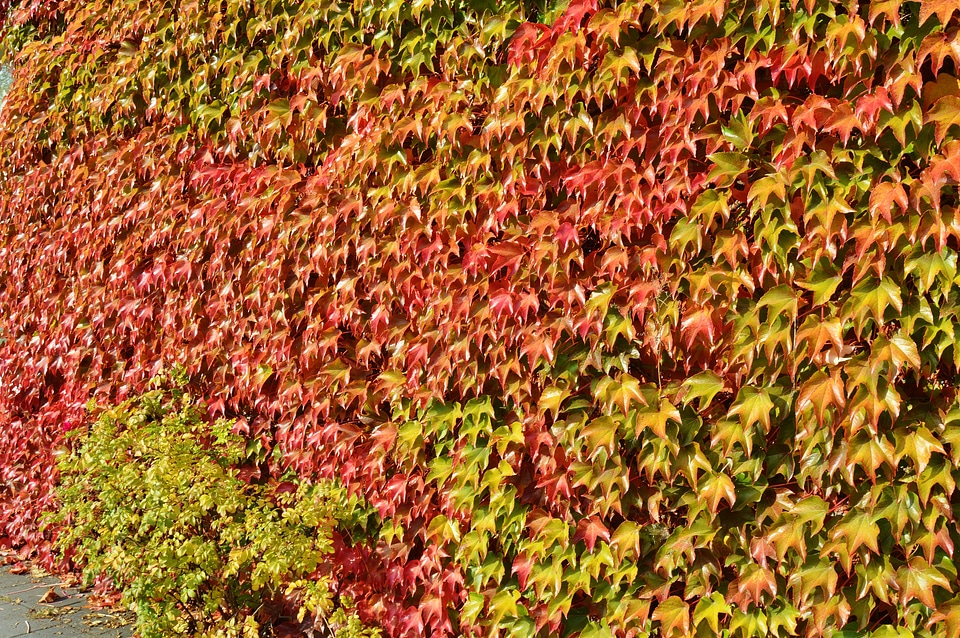 Nature colorful fall foliage