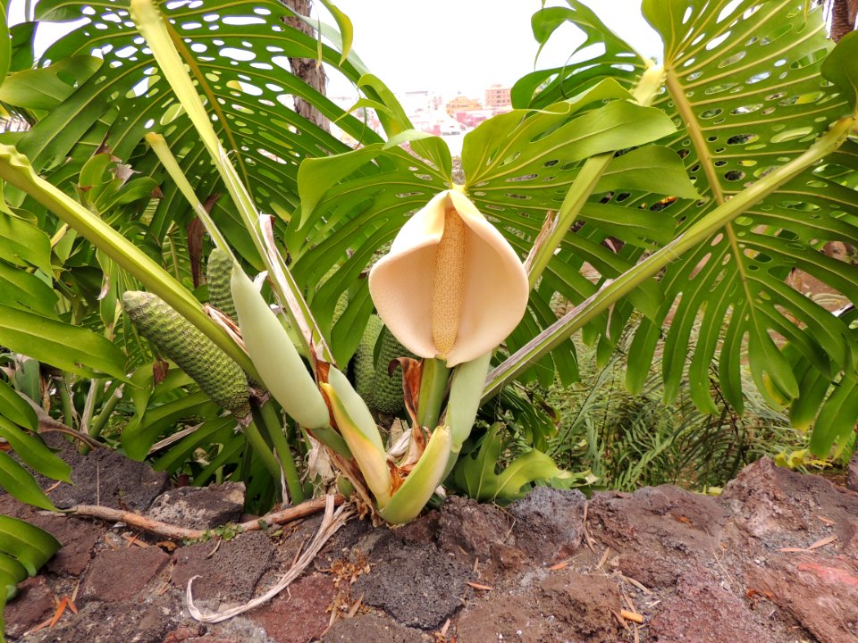 Monstera deliciosa Liebm. Araceae.