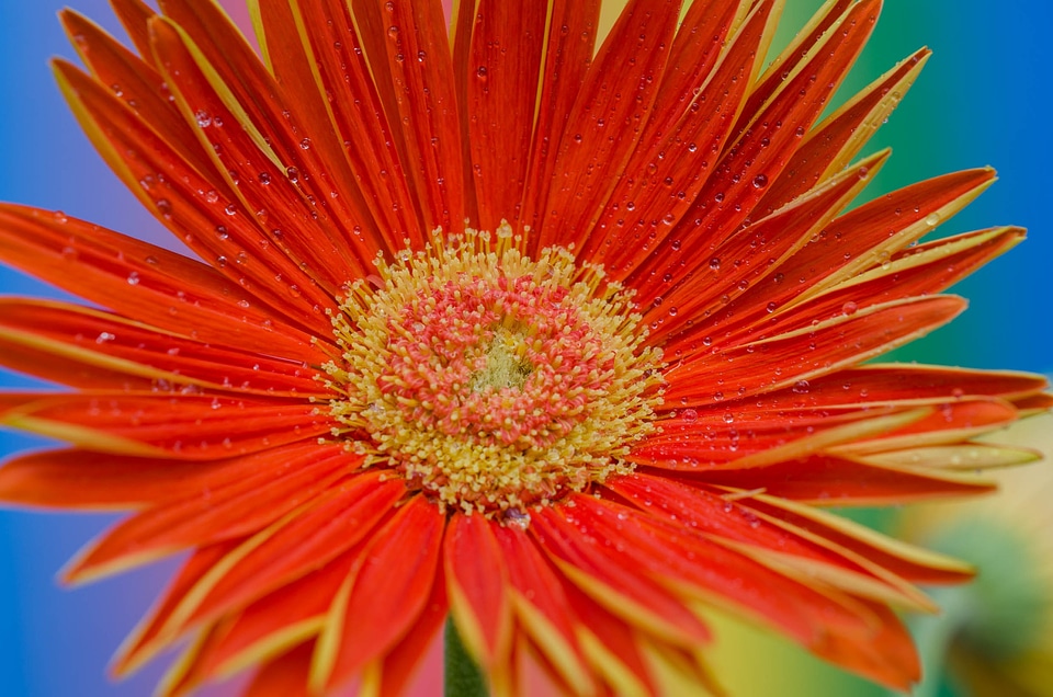 Bloom close up spring photo