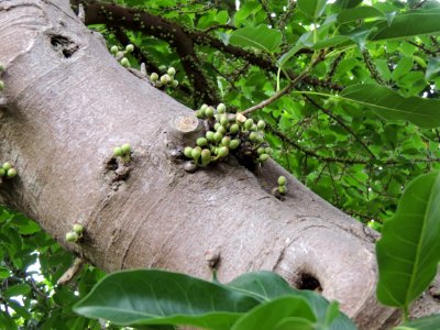Ficus superba (Miq.) Miq. Moraceae. "Higuera del mar".