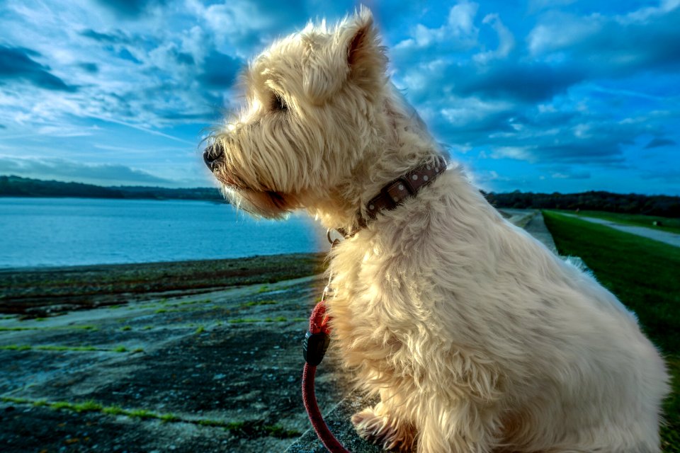 The dog in a different light