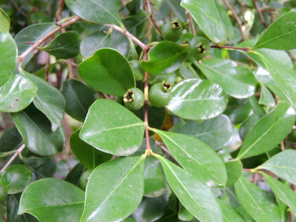 Psidium cattleyanum Sabine. Myrtaceae. "Guayabo fresa".