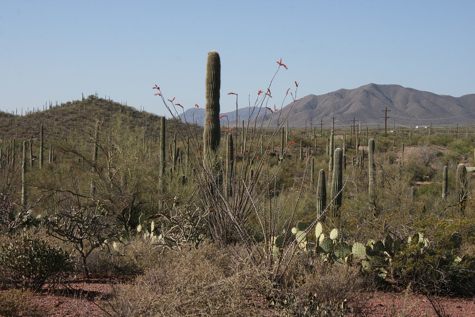 Landscape desert landscape arizona desert