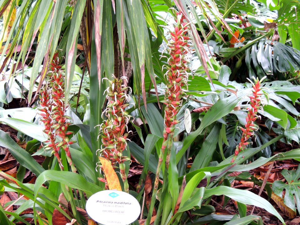 Pitcairnia maidifolia (C. Morren) Decne. ex Planch. Bromeliaceae.