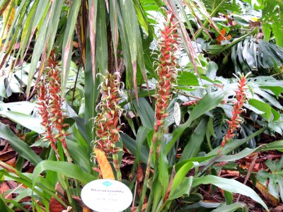 Pitcairnia maidifolia (C. Morren) Decne. ex Planch. Bromeliaceae.