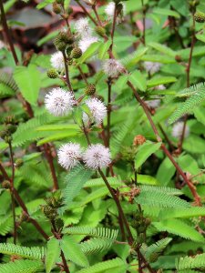 Mimosa polycarpa Kunth var. spegazzinii (Pirotta) Burkart. Fabaceae o Leguminosae.