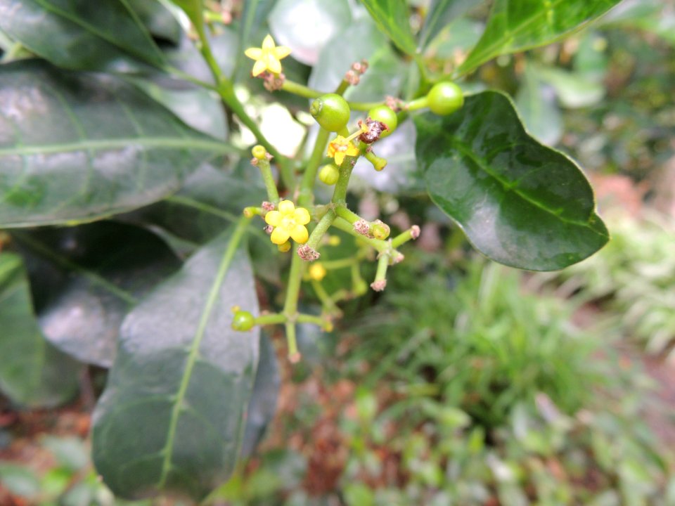 Psychotria capensis (Eckl.) Vatke. Rubiaceae.