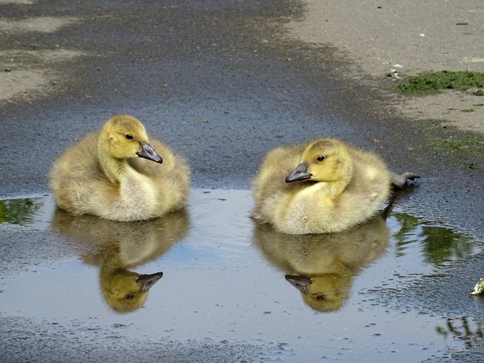 Canada  Geese Goslings in a puddle.
