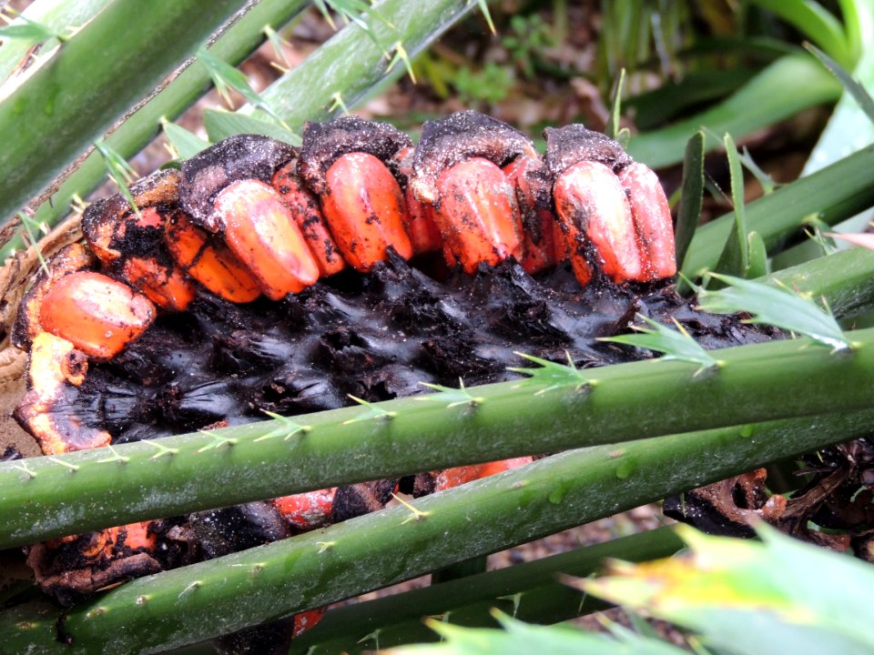Encephalartos laurentianus De Wild. Zamiaceae.
