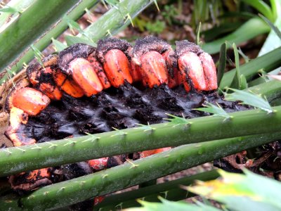Encephalartos laurentianus De Wild. Zamiaceae.