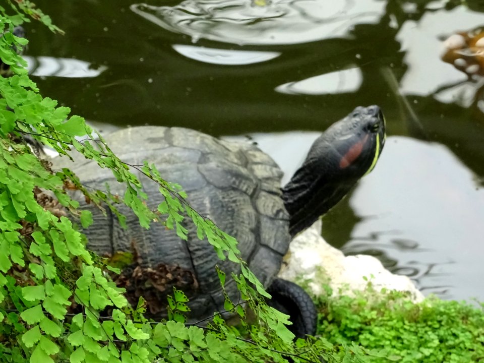 Terrapins Hall Place Bexley