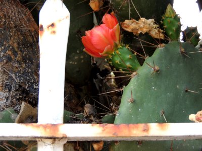 Opuntia sp. Cactaceae.