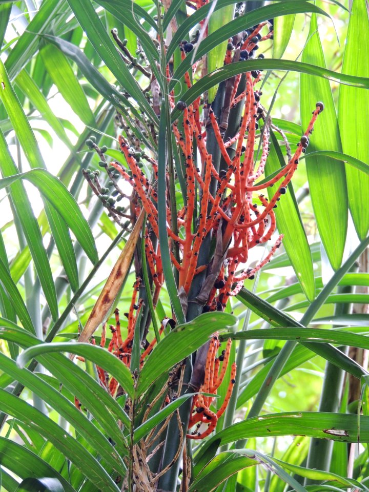 Chamaedorea seifrizii Burret. Arecaceae o Palmae. "Jate, xiat".