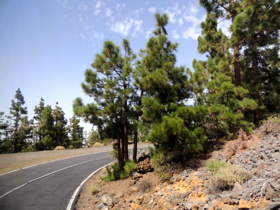 Pinus canariensis C. Sm. Pinaceae. "Pino de Canarias".