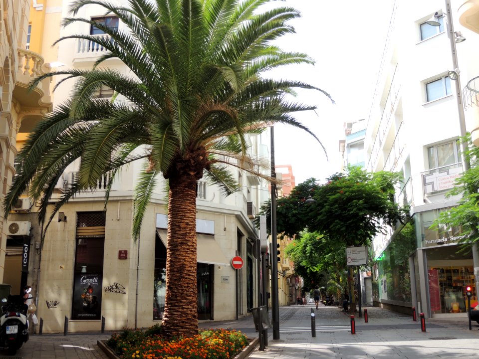 Phoenix canariensis Wildpret. Arecaceae o Palmae.