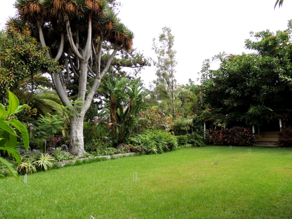 Dracaena draco (L.) L. Asparagaceae.