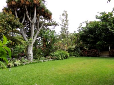 Dracaena draco (L.) L. Asparagaceae.