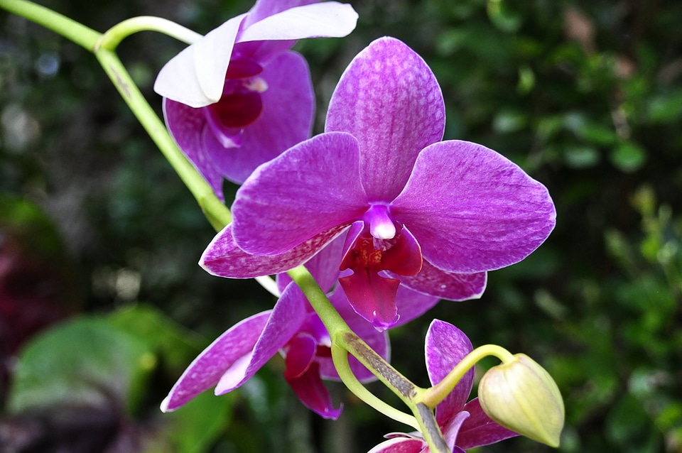 Plant violet color