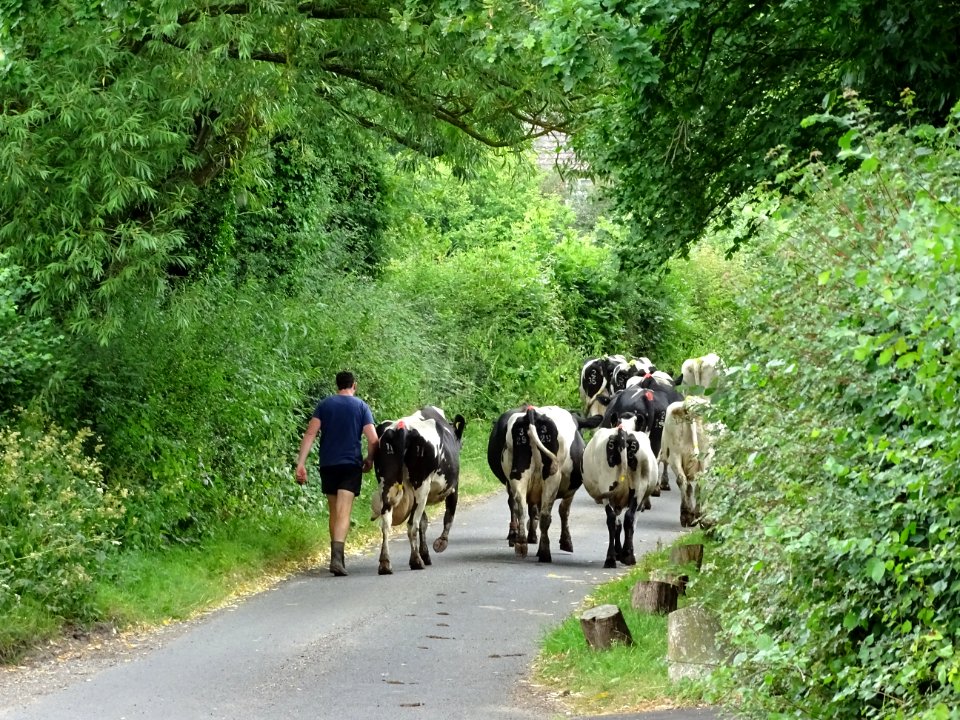 Cows going for a walk