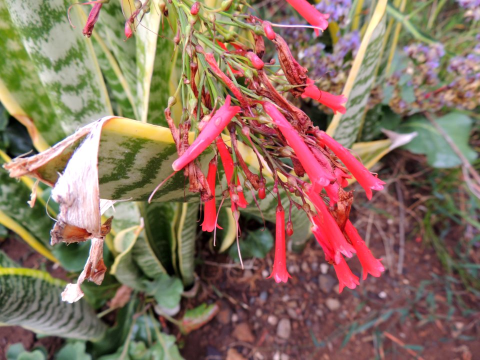 Russelia equisetiformis Schltdl. & Cham. Plantaginaceae.